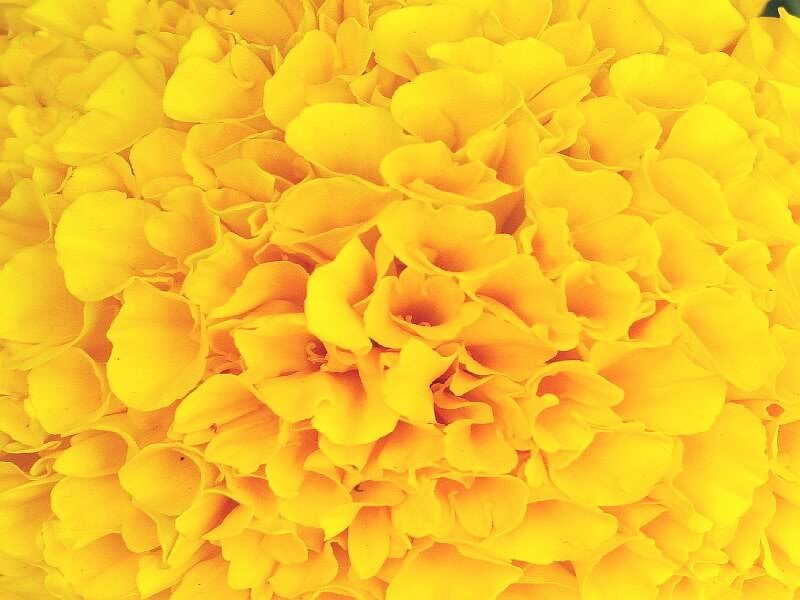 Close-up of Marigold Flower