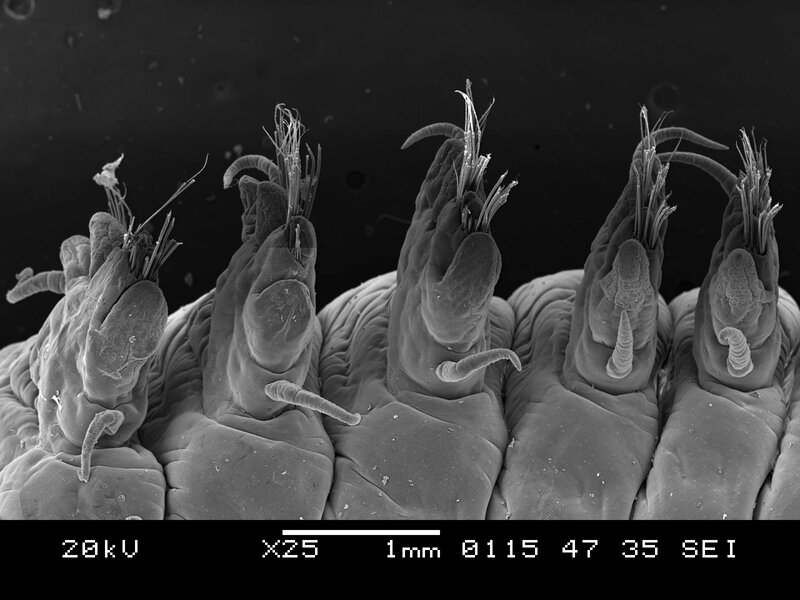 Close-up of marine worms