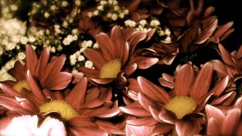 Close-up of maroon daisies