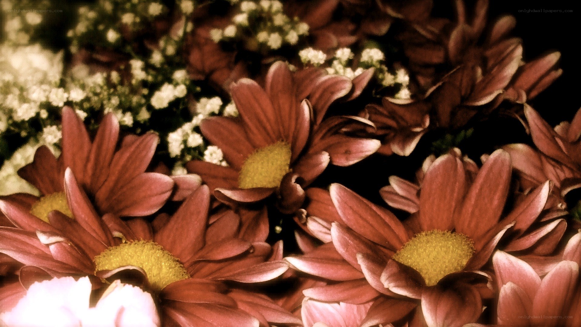 Close-up of maroon daisies