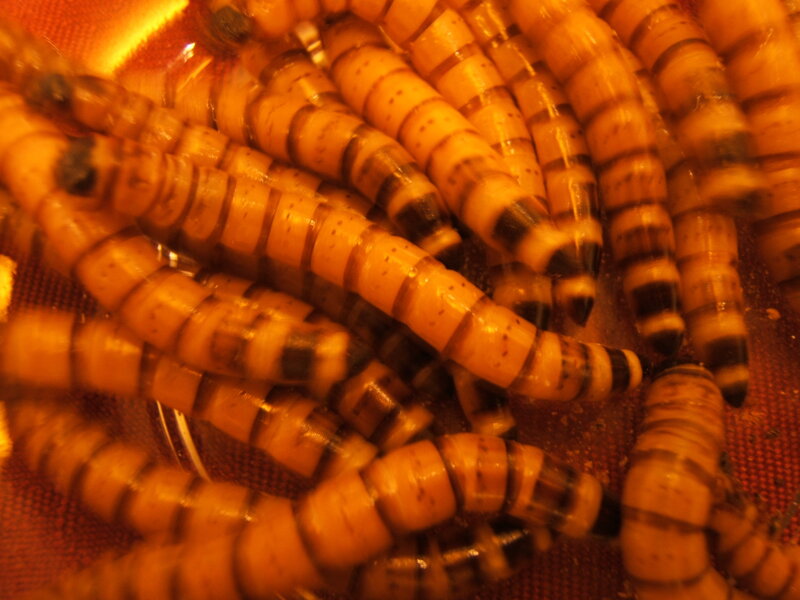 close-up of mealworms