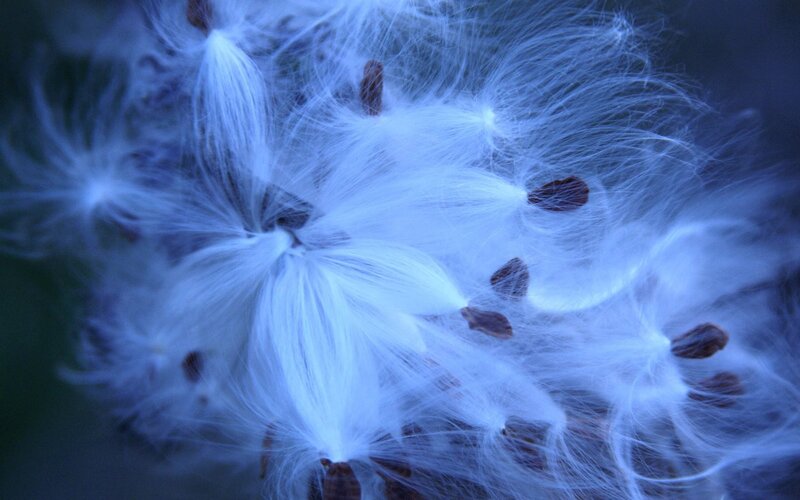 close-up of milkweed seeds