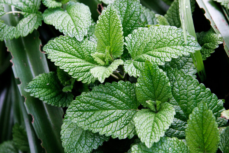 close-up of mint leaves