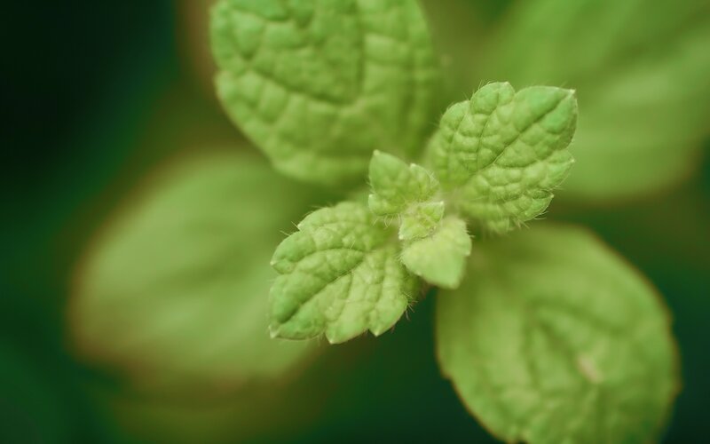 Close-up of Mint Leaves — Green