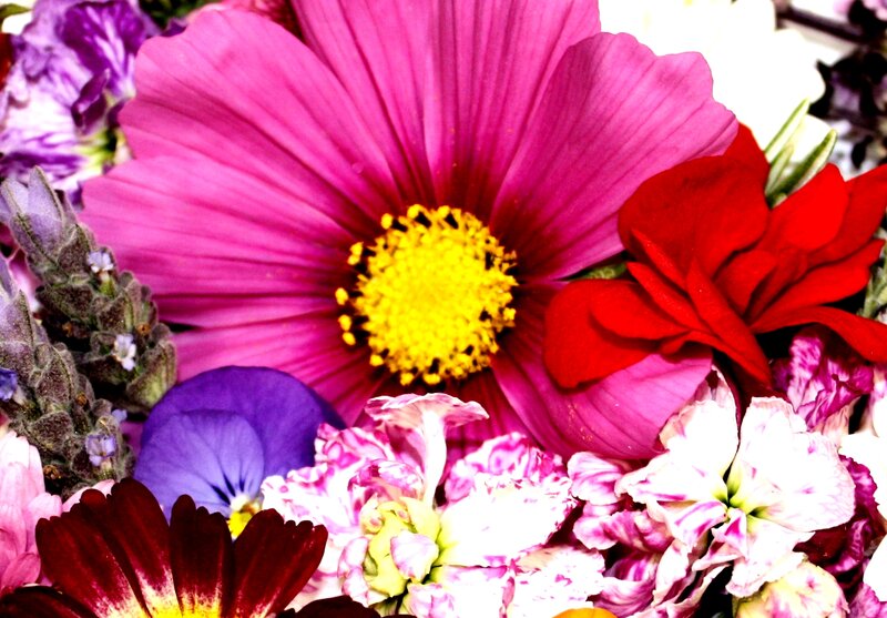 Close-up of Mixed Flowers