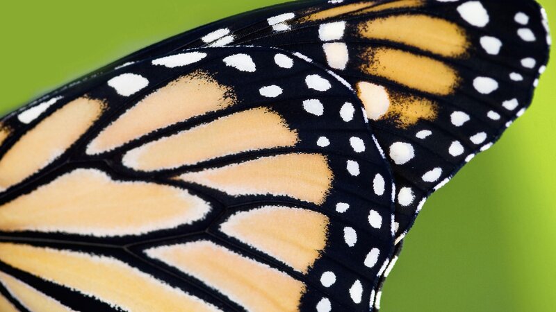 close-up of monarch butterfly wing