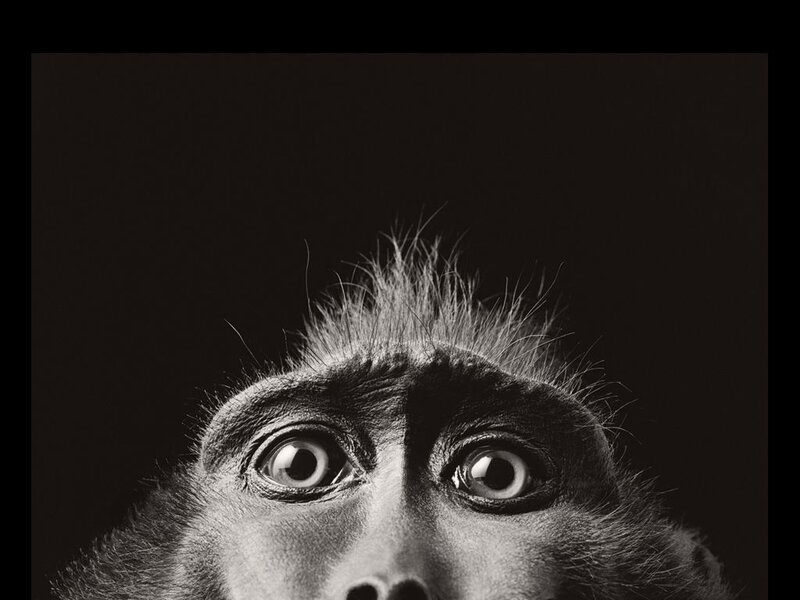 close-up of monkey eyes