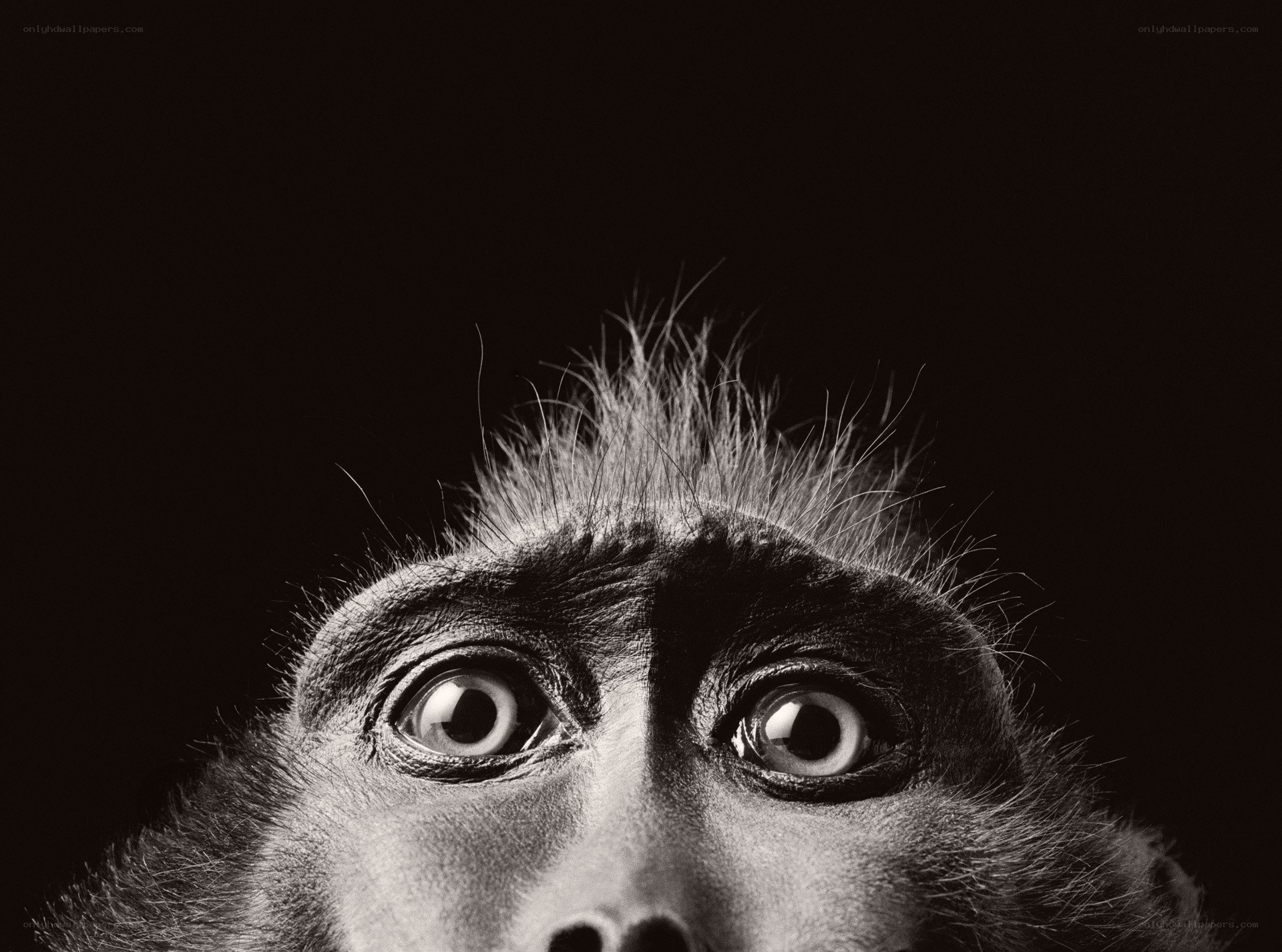 close-up of monkey face