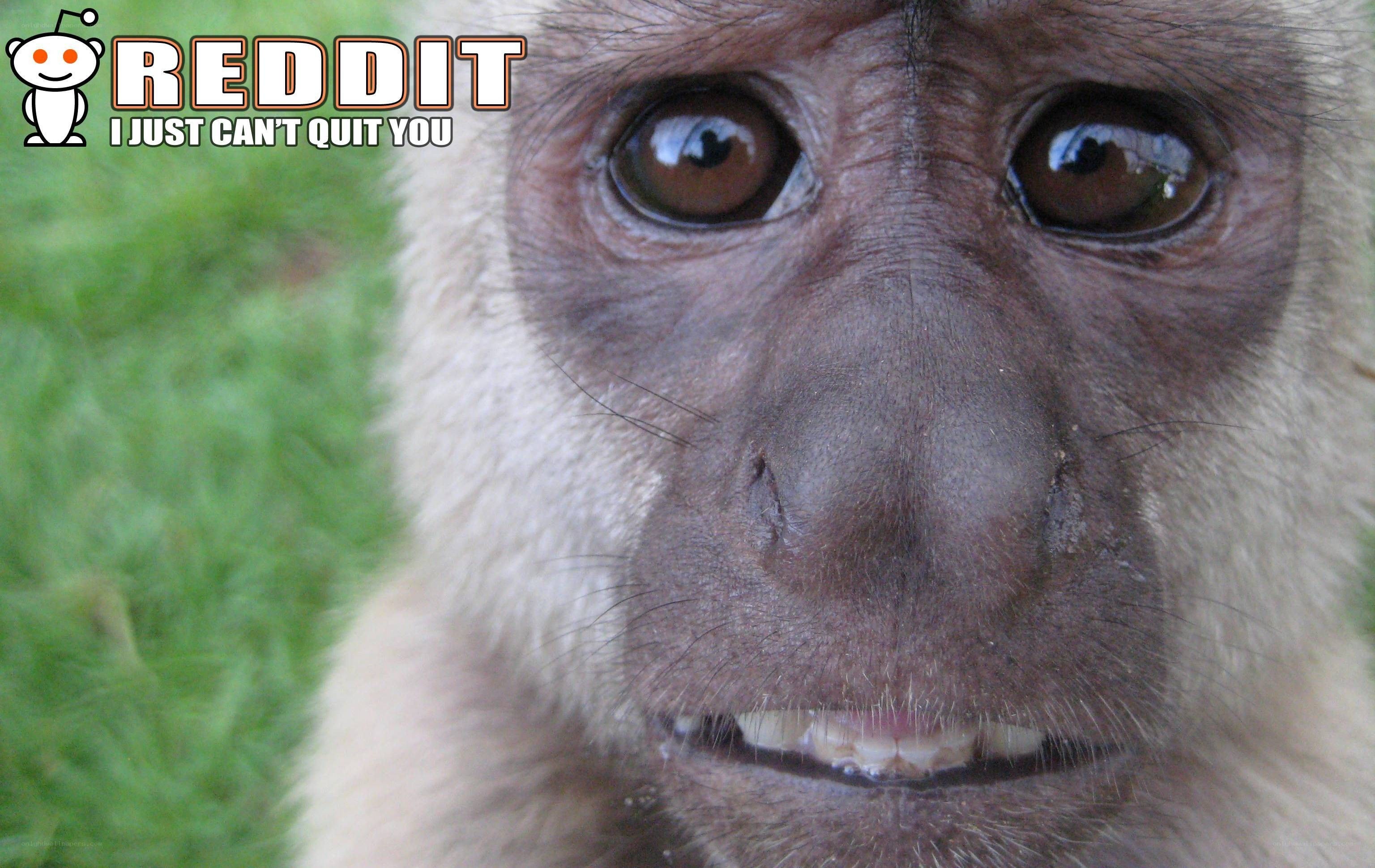 close-up of monkey face