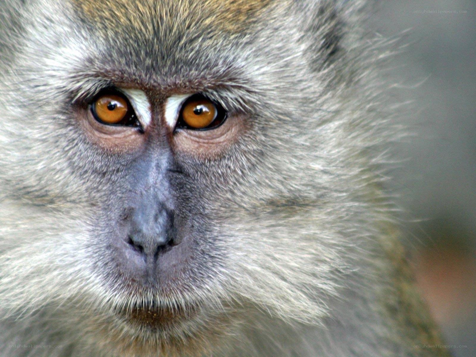 close-up of monkey face