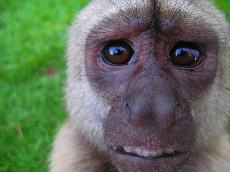 Close-up of Monkey Face — Brown