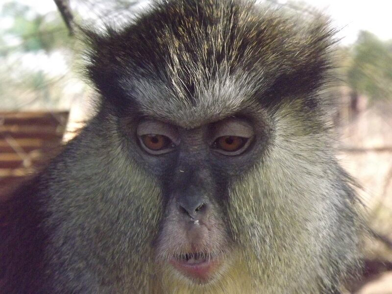 Close-up of Monkey Face — Gray, Neutral