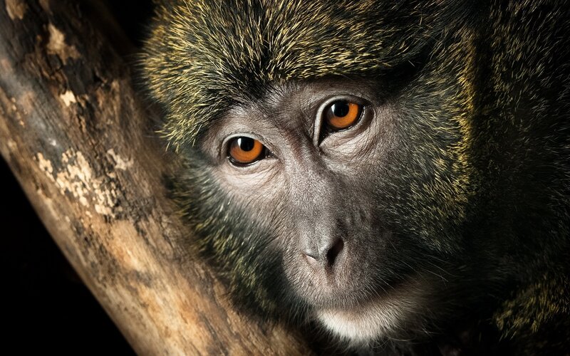 close-up of monkey face