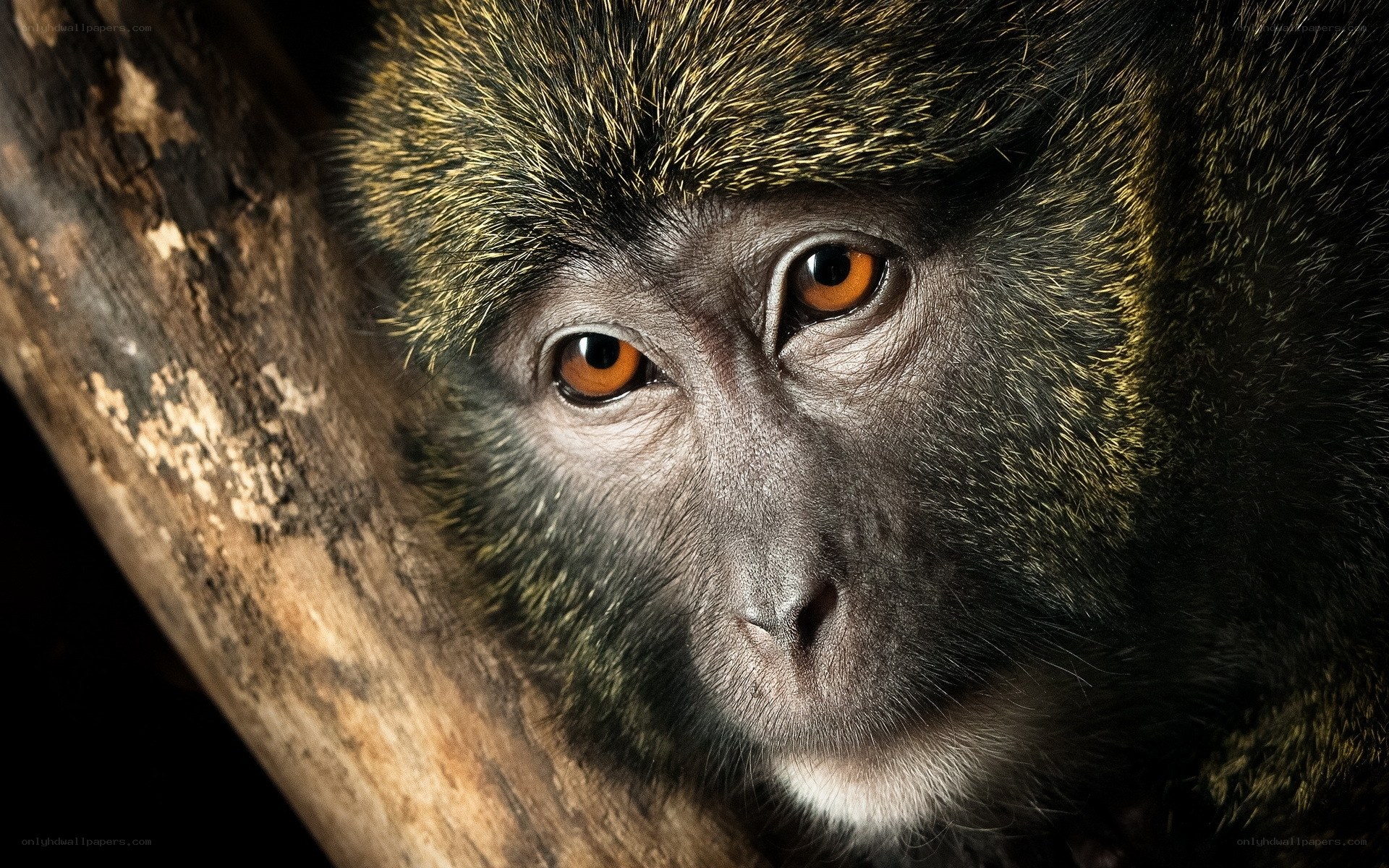 close-up of monkey face