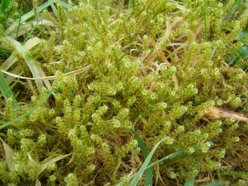 close-up of moss and grass