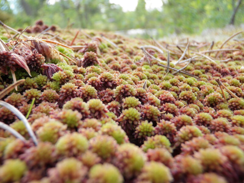 close-up of moss and lichen