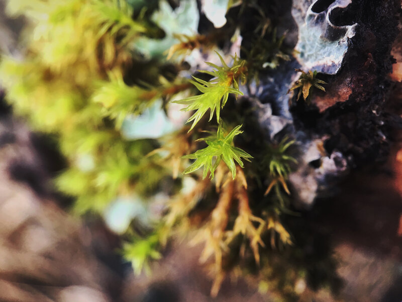 Close-up of moss and lichen