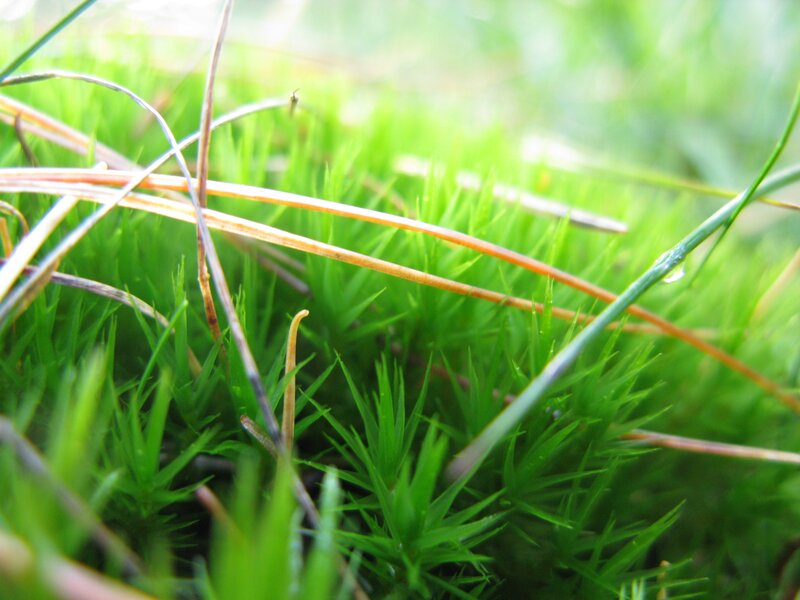 Close-up of moss and pine needles