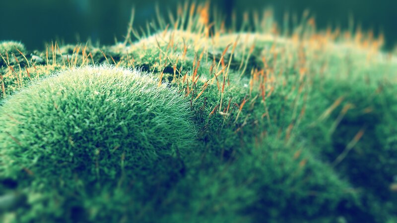Close-up of moss and spores