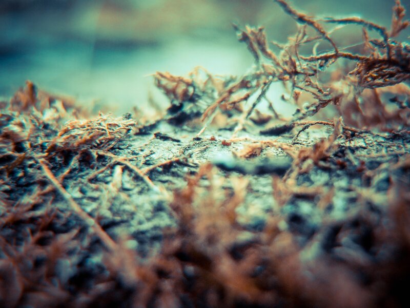 Close-up of moss and twigs