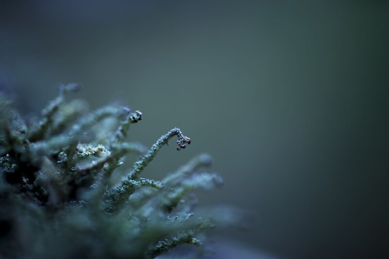 Close-up of moss in a forest