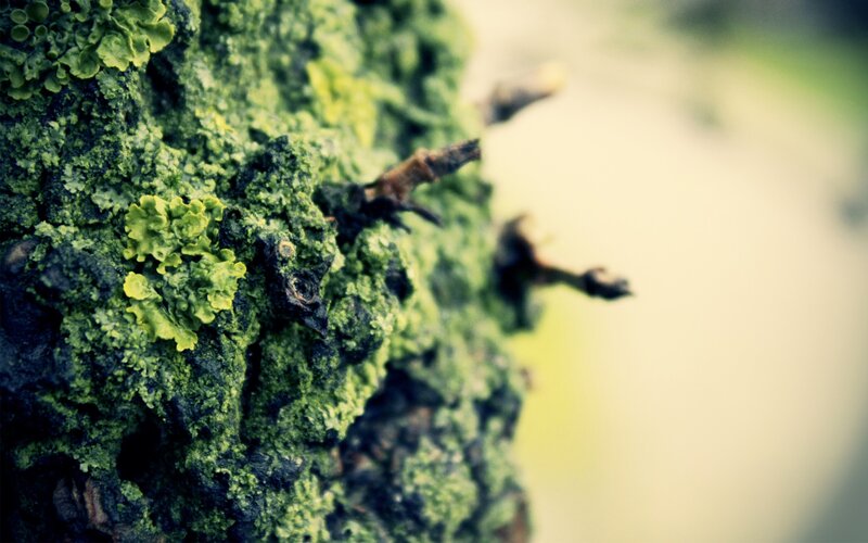 close-up of moss on tree bark