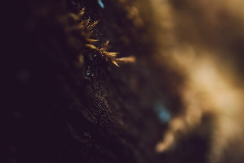 Close-up of Moss on Wood