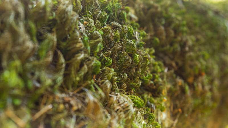 Close-up of Moss