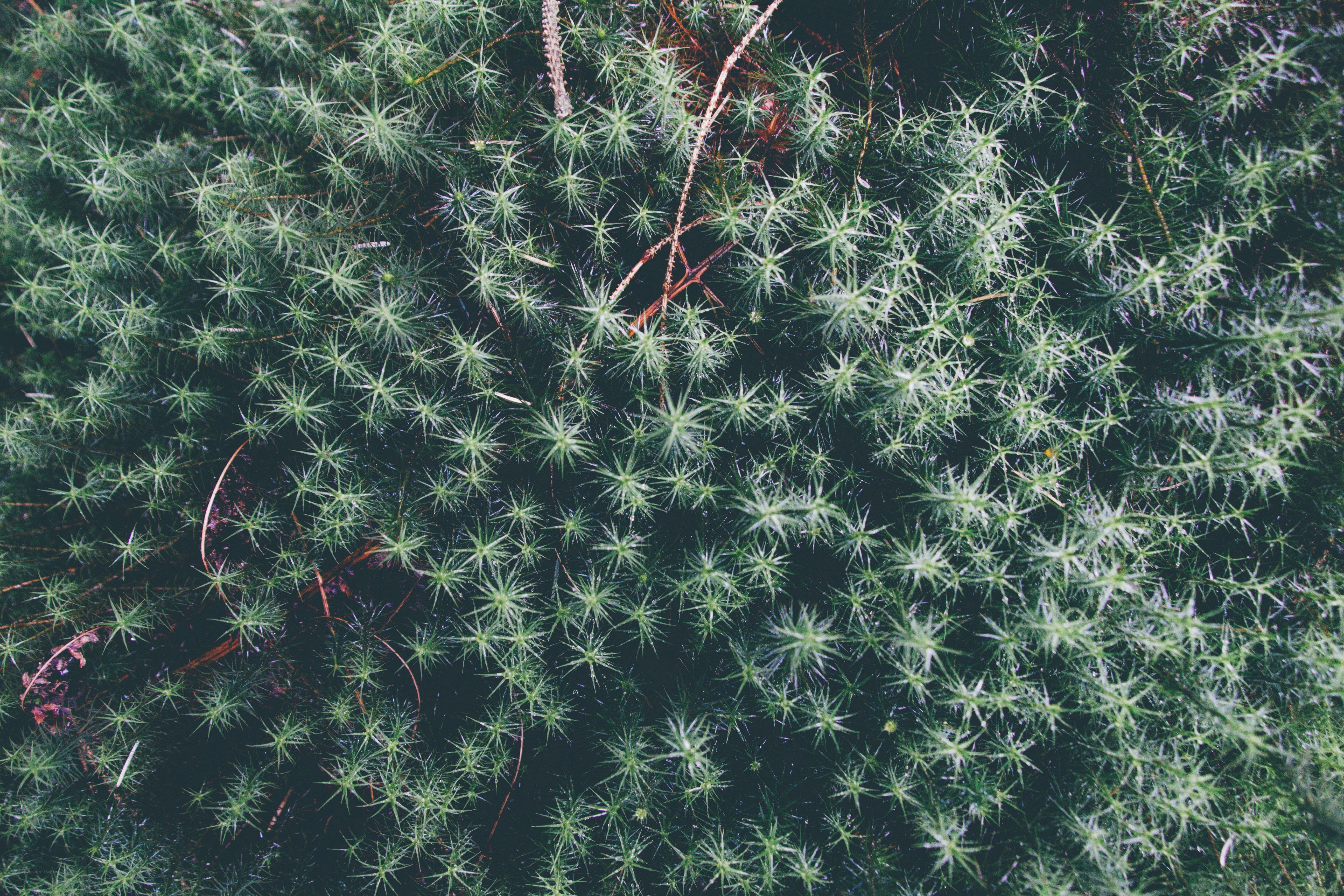 Close-up of mossy ground