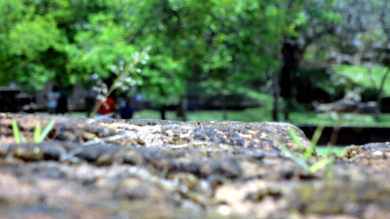 Close-up of Mossy Log