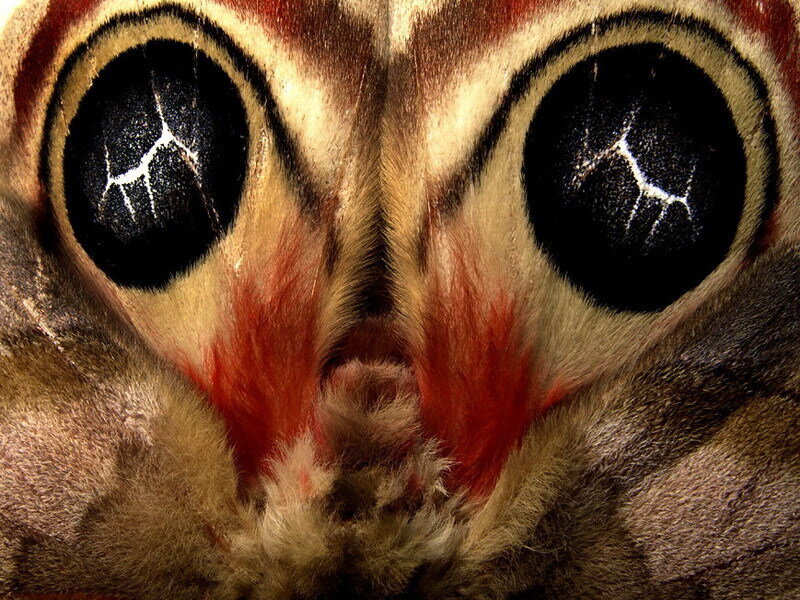 close-up of moth eyes