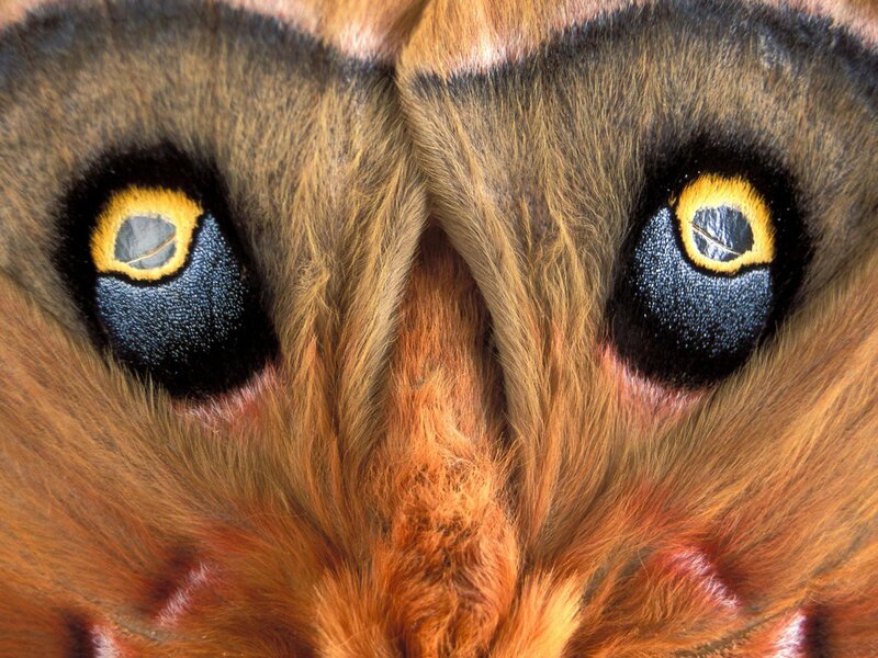 Close-up of Moth Eyes — Brown