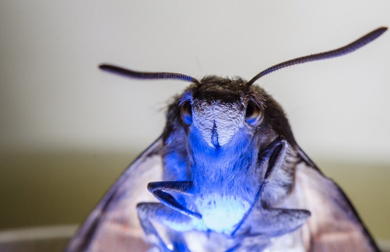 Close-up of Moth Head — Blue