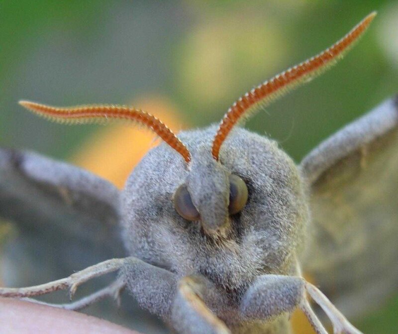 Close-up of Moth Head