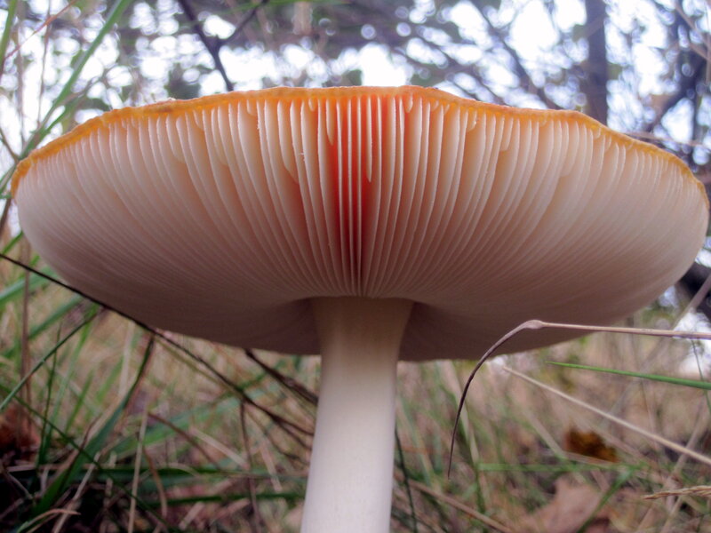 Close-up of Mushroom Cap
