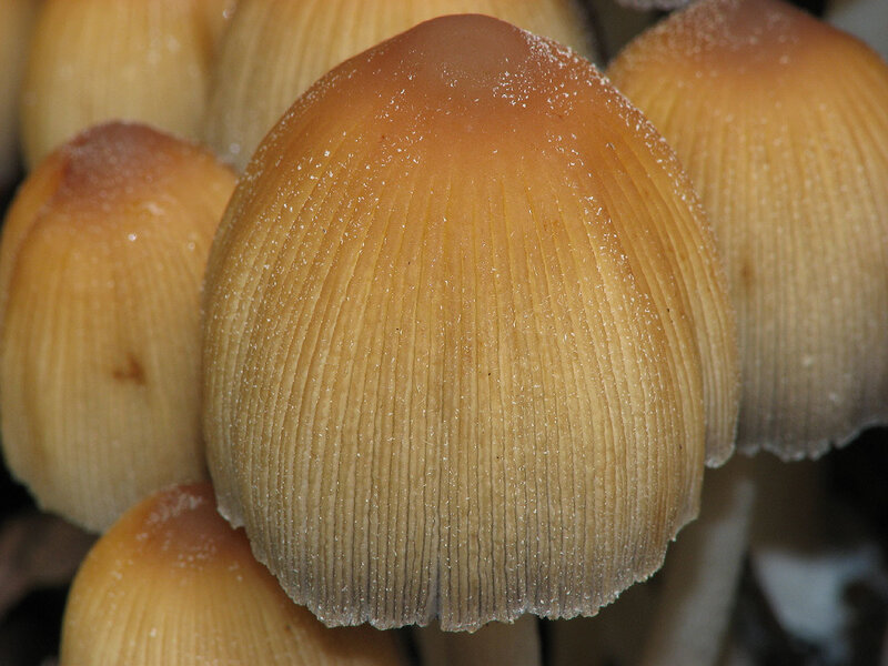 Close-up of mushroom caps