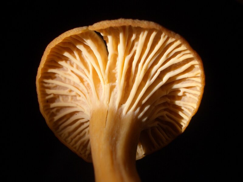 close-up of mushroom gills