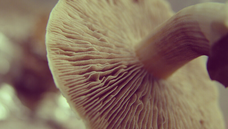 close-up of mushroom gills