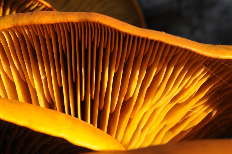 Close-up of mushroom gills