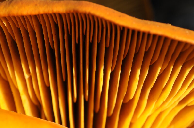 Close-up of mushroom gills