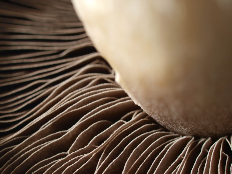 close-up of mushroom gills
