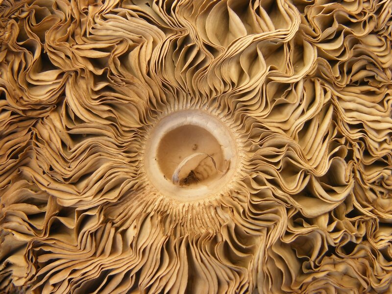 close-up of mushroom gills