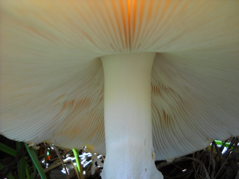 close-up of mushroom underside