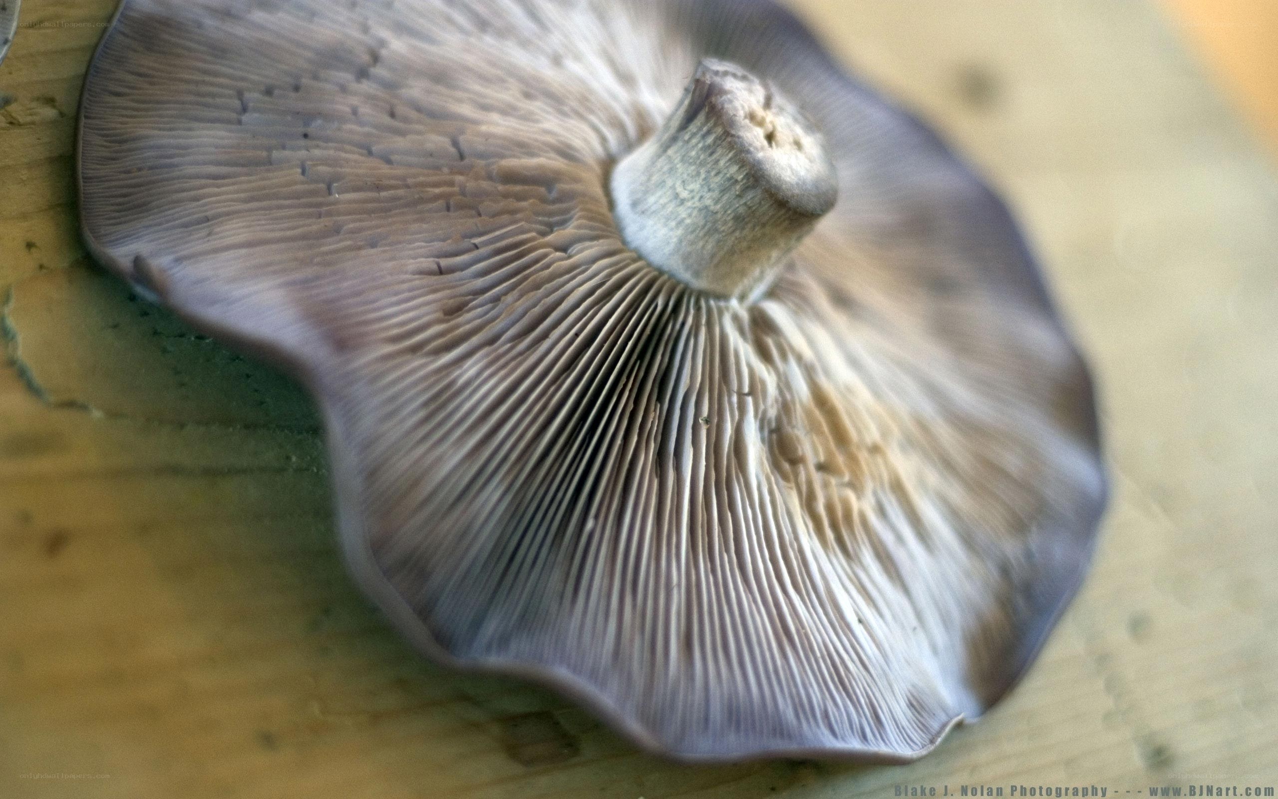 close-up of mushroom underside