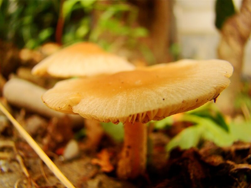 Close-up of mushrooms in forest