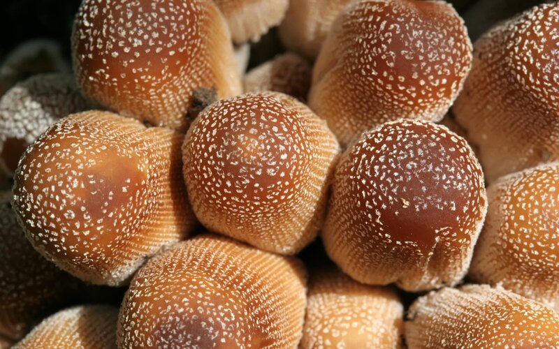 close-up of mushrooms