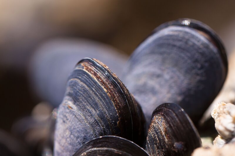close-up of mussels on rocks
