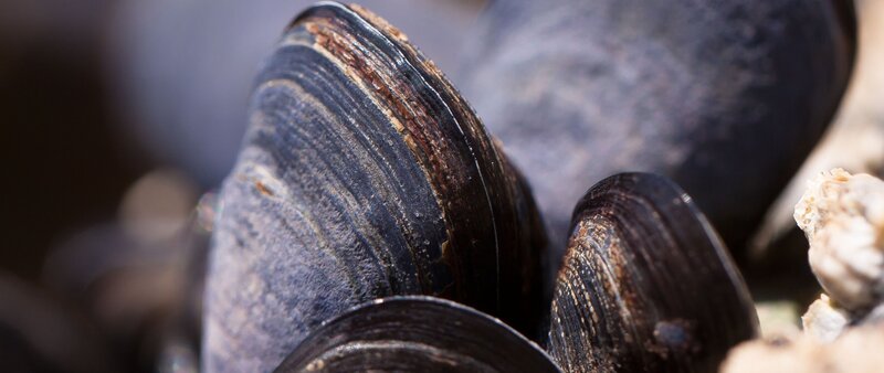 Close-up of Mussels