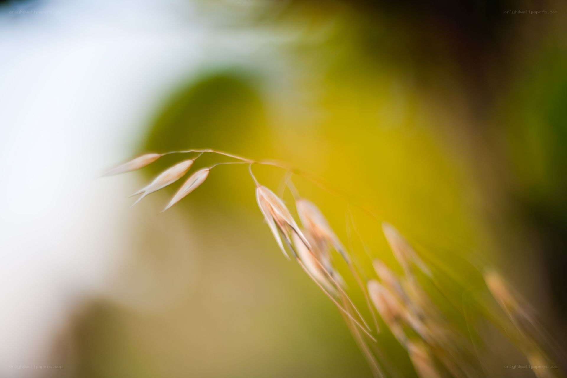 Close-up of oat grass