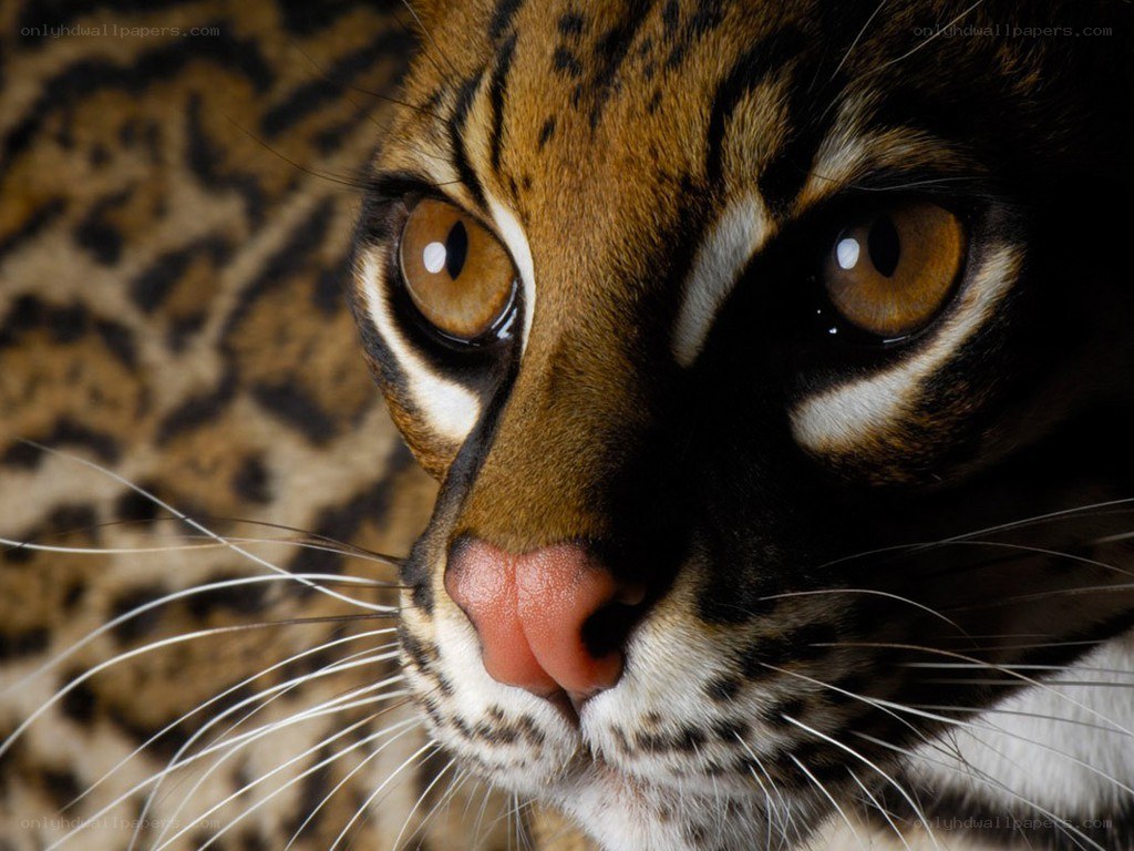 close-up of ocelot face